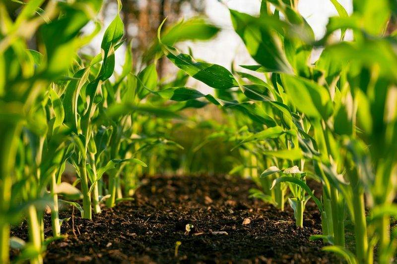 Irrigation system setup and maintenance